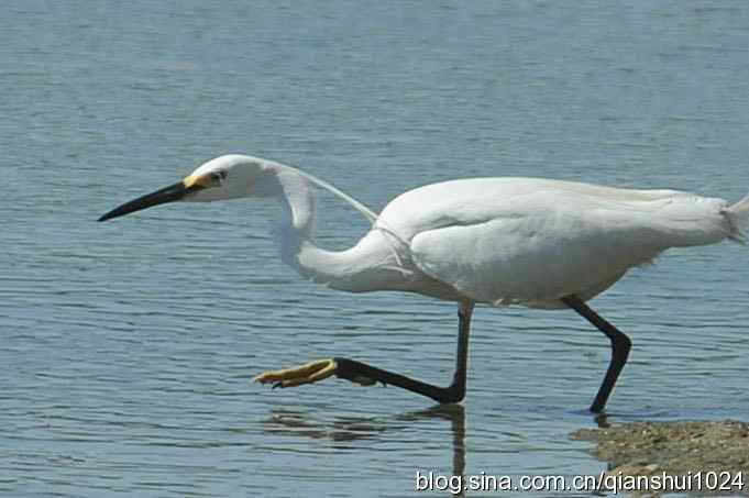 凌波仙子.白鹭海滨写真(北戴河)