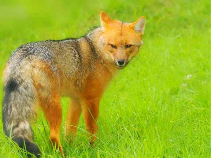 犬科：狐亚科伪狐属之阿根廷狐、山狐、达尔文狐