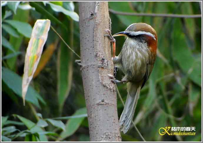 追拍鈥溩馗勾笙甥l鈥潯菊掌