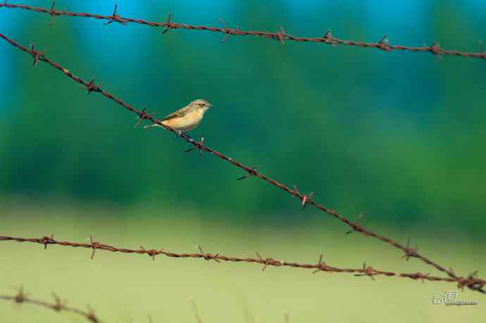 野鸭湖的黑喉石鵖（ji）