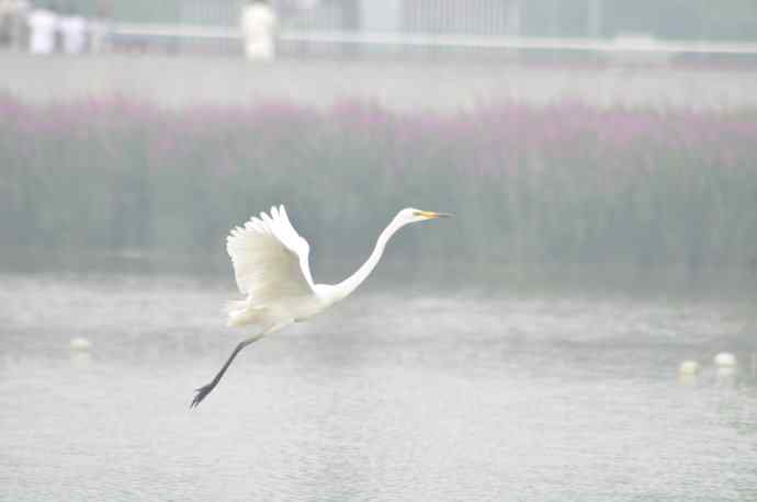 奥林匹克公园白鹭飞 wbr1