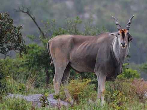麒麟：传说的兽原型探秘（紫羚）