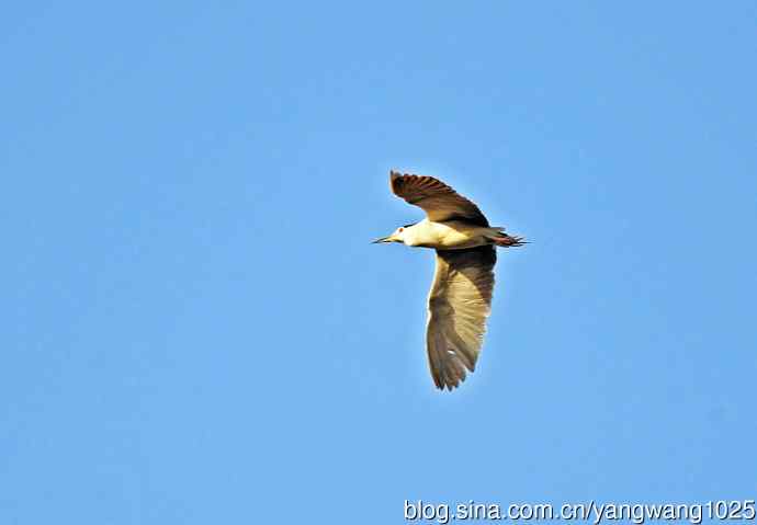 北京动物园的鸟类——飞（夜鹭）83