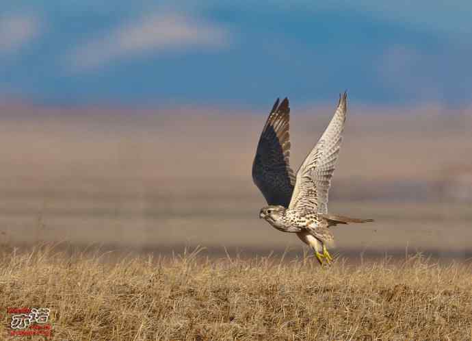 达里湖&nbsp;wbr路&nbsp;wbr猎隼