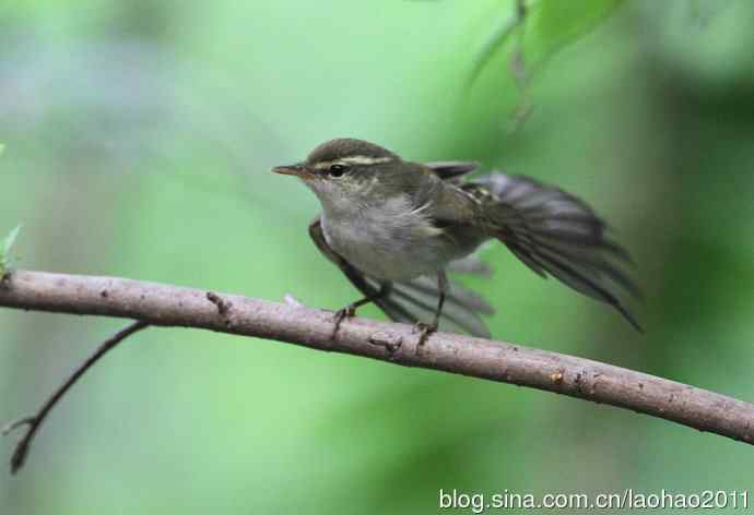 双斑绿柳莺和黄腰柳莺 双斑绿柳莺和黄腰柳莺