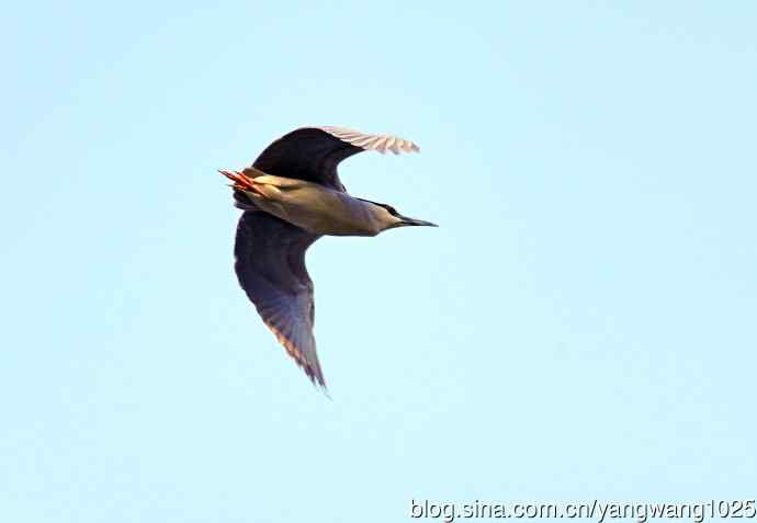 飞(夜鹭)50 飞(夜鹭)50