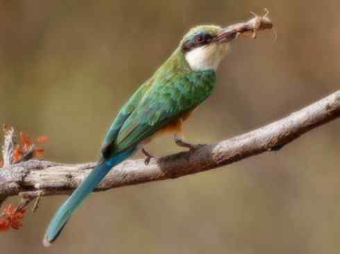 绝色攀禽:佛法僧目之蜂虎 绝色攀禽:佛法僧目之蜂虎