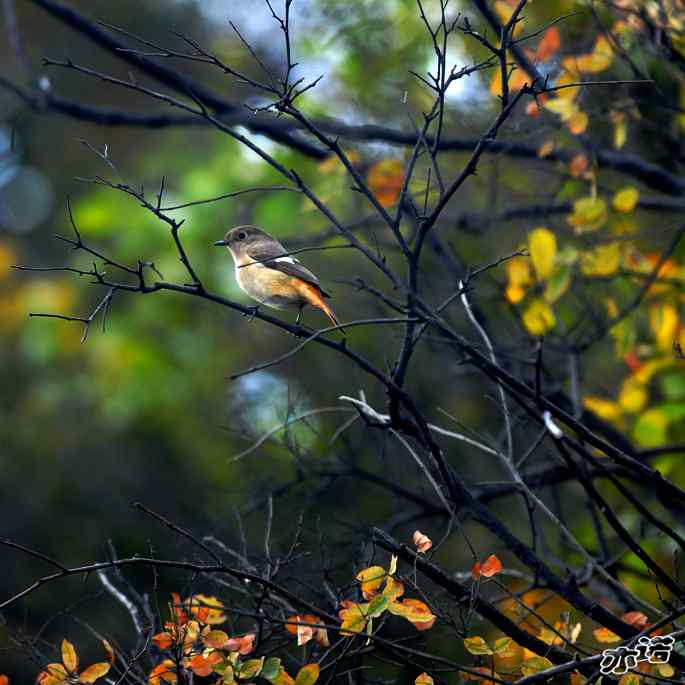 北京西山&nbsp;wbr路&nbsp;wbr北红尾鸲和山噪鹛