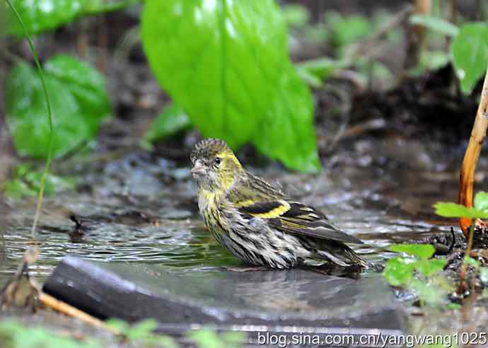 冲凉的小黄雀（2）