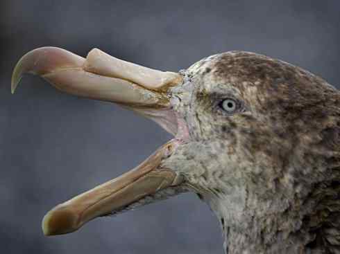 奇特的盔：雪海燕