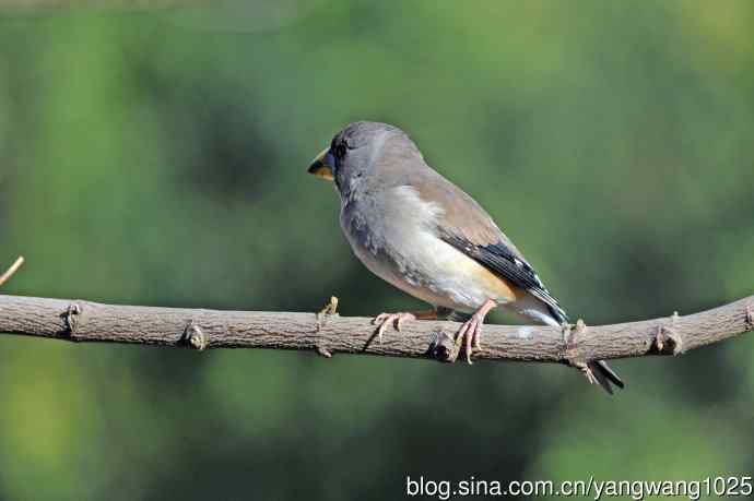 雌性黑尾蜡嘴雀（2）