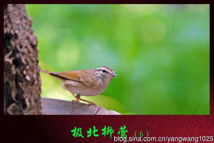 极北柳莺（6）