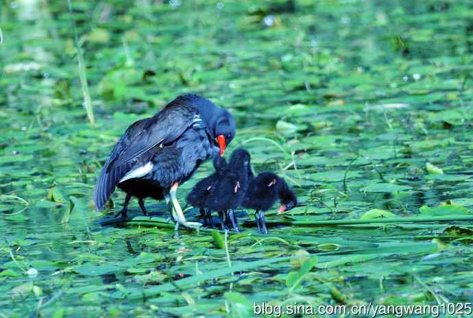 妈妈与宝宝（黑水鸡）