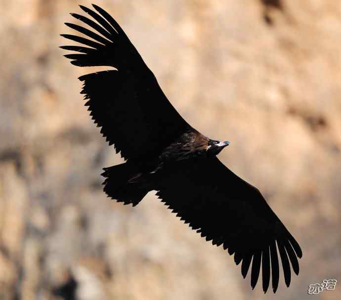 座山雕下山了鈥斺斖吼 座山雕下山了鈥斺斖吼