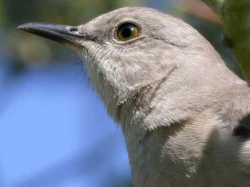 雀鸟也彪悍：别惹我（小嘲鸫）
