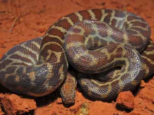 龙：传说的兽原型探秘（树蟒类）