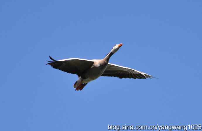 飞 wbr(斑头雁) wbr2 飞 wbr(斑头雁) wbr2