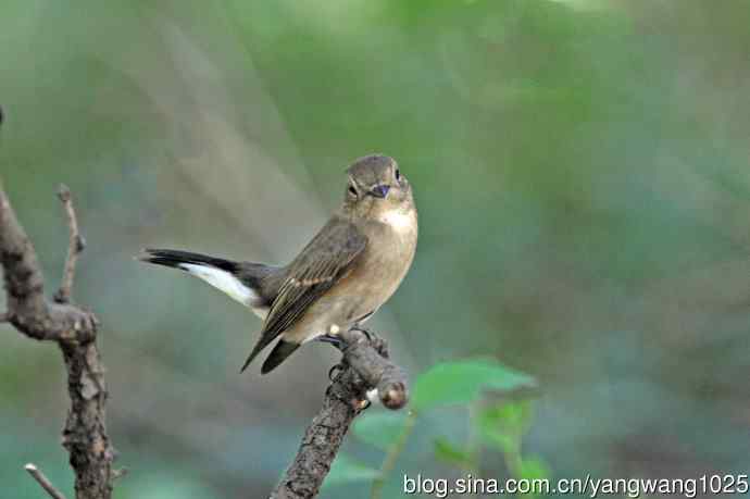 秋天的红喉姬鹟（1）