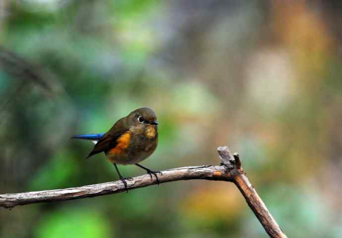 雌性红胁蓝尾鸲（6）
