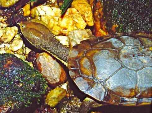 玄武：传说的兽原型探秘（玛塔龟）