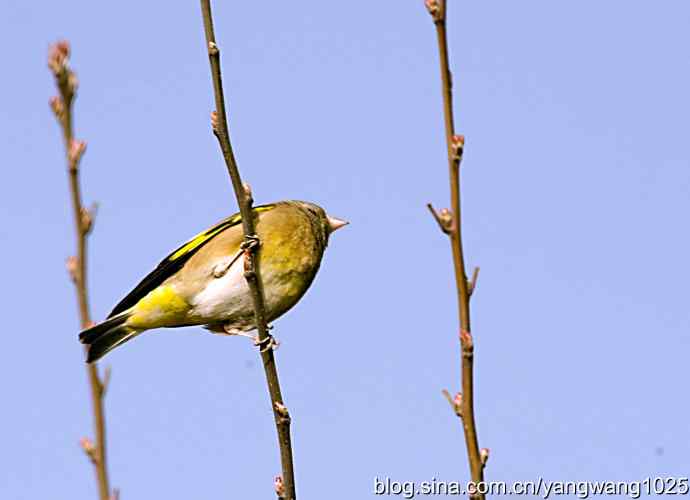 艰难(大风中的金翅鸟纪实) 艰难(大风中的金翅鸟纪实)