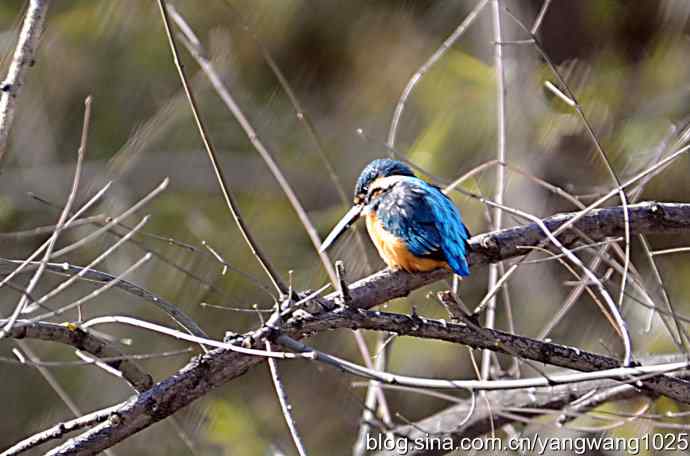 捕鱼全过程（纪实）