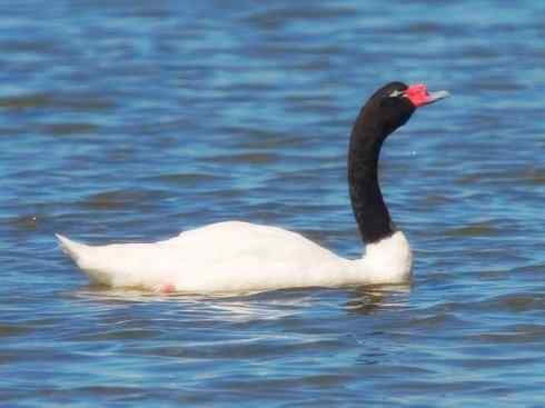 奇特的盔：黑颈天鹅