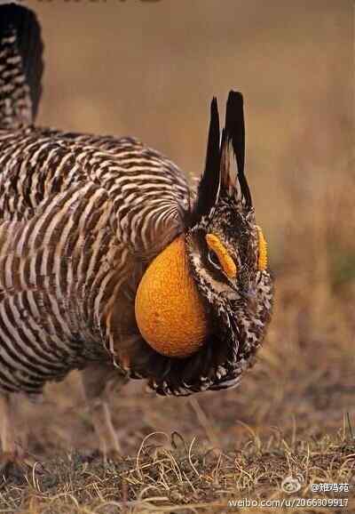 雉鸡美图集——大头贴