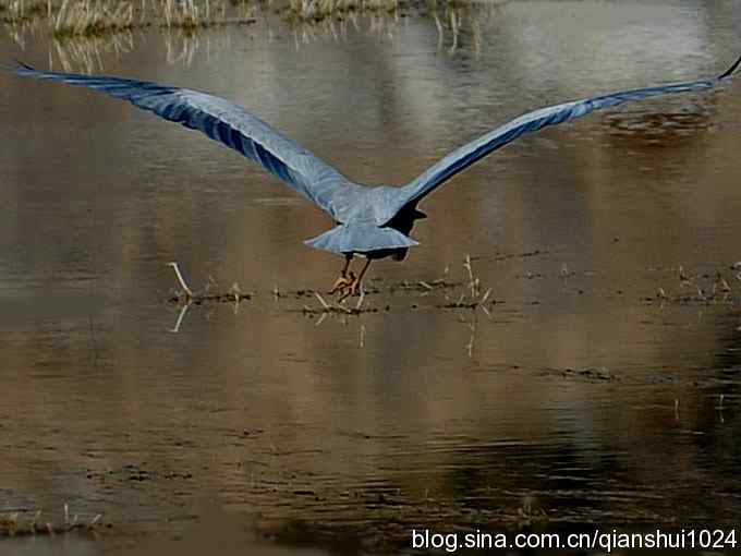 苍鹭抓鱼记(十渡) 苍鹭抓鱼记(十渡)