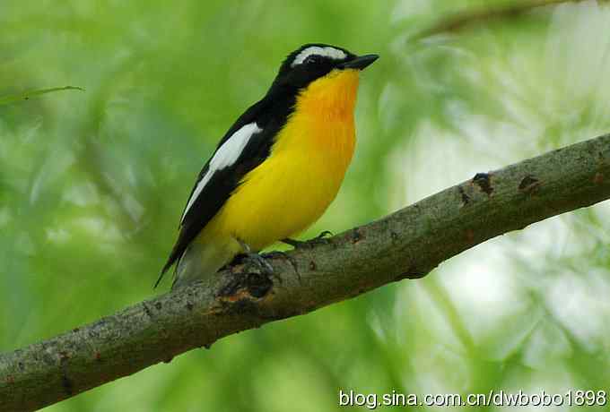 鸣音悦耳滴艳鸟--白眉姬鹟