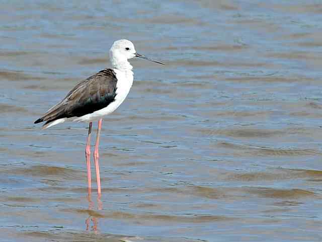 黄金海岸寻鹬 wbr赤土山桥赏鸟