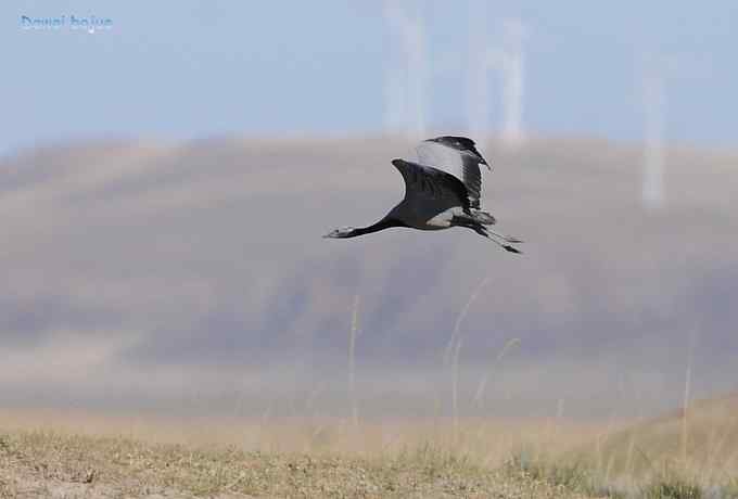 达里诺尔湖的蓑羽鹤
