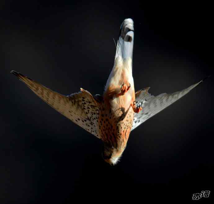 红隼吞鼠全记录（之一）