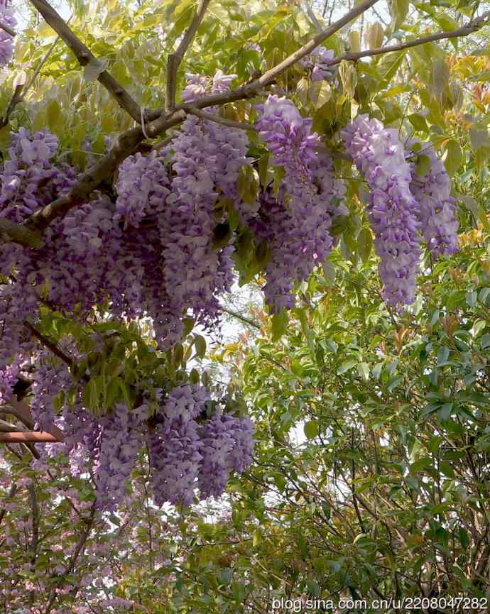 186.紫藤园