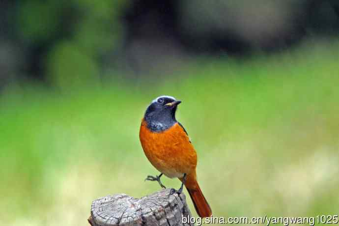 雄性北红尾鸲（34）