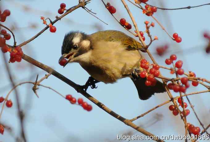 吃红果的白头鹎
