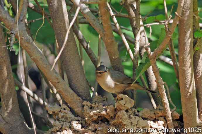 褐柳莺（11）
