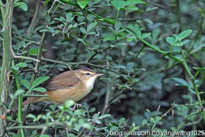 黑眉苇莺 黑眉苇莺