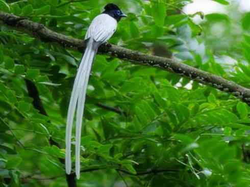 雀鸟也彪悍：霓裳飘舞（绶带）