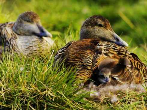鸟类之最:欧绒鸭 鸟类之最:欧绒鸭