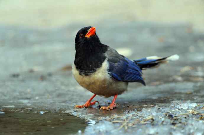 秃尾巴的红嘴蓝鹊