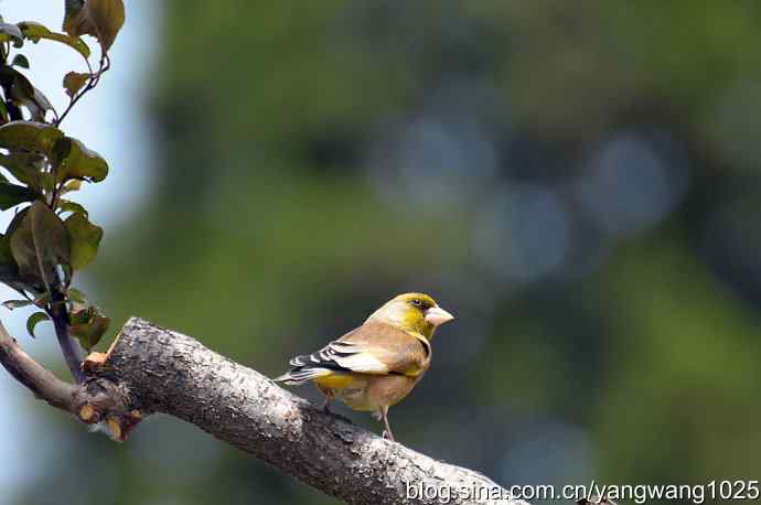 明星风范(拍摄金翅鸟纪实) 明星风范(拍摄金翅鸟纪实)