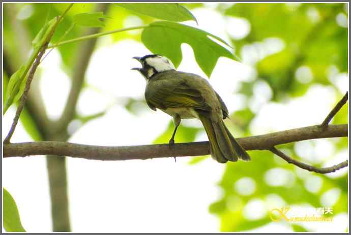 鈥溗啄疋澃淄佛恰菊掌