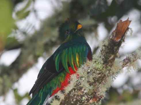 鸟类之最：凤尾绿咬鹃