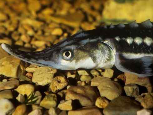 鱼类活化石：中华鲟