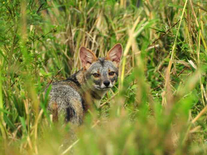 犬科：狐亚科伪狐属之高地狐、河狐、秘鲁狐