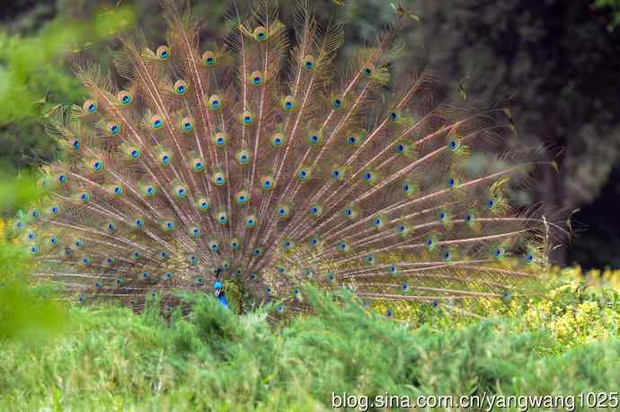 蓝孔雀（开屏）续