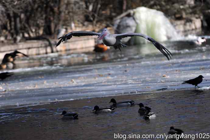飞(鹈鹕)1 飞(鹈鹕)1