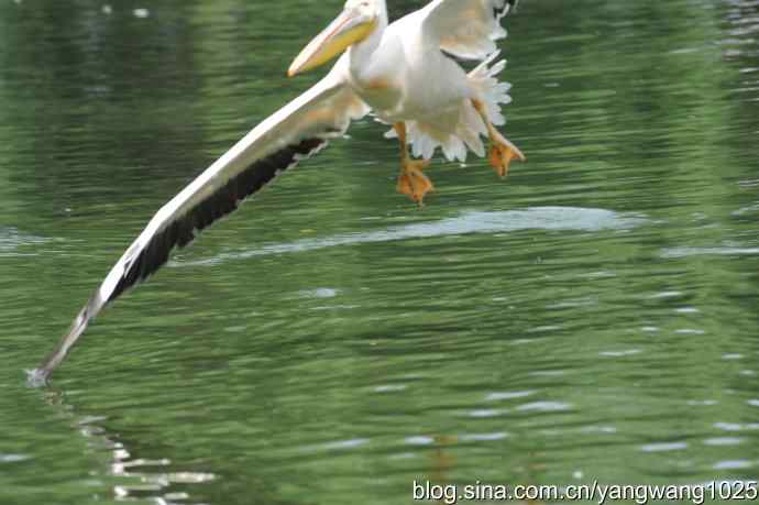 明星（鹈鹕大白）