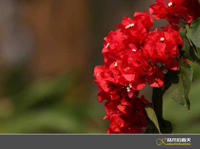 西双版纳拍鸟之一【实拍】